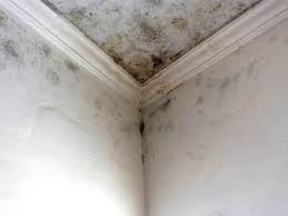 Asbestos and Lead Testing During Mold Inspection in Round Rock, TX