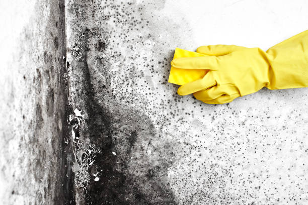 Best Industrial Mold Remediation  in Round Rock, TX